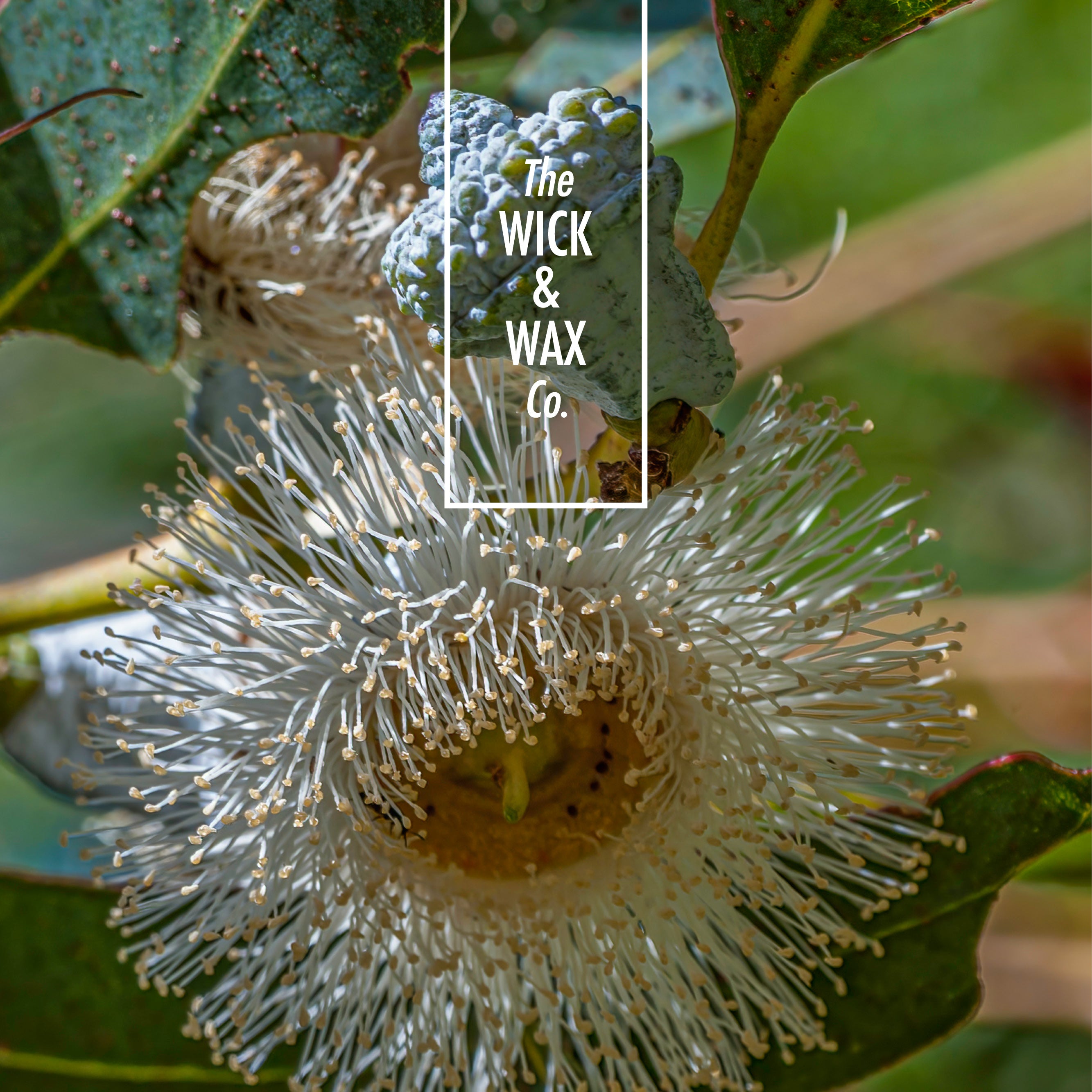 Élever - Scented Soy Candle