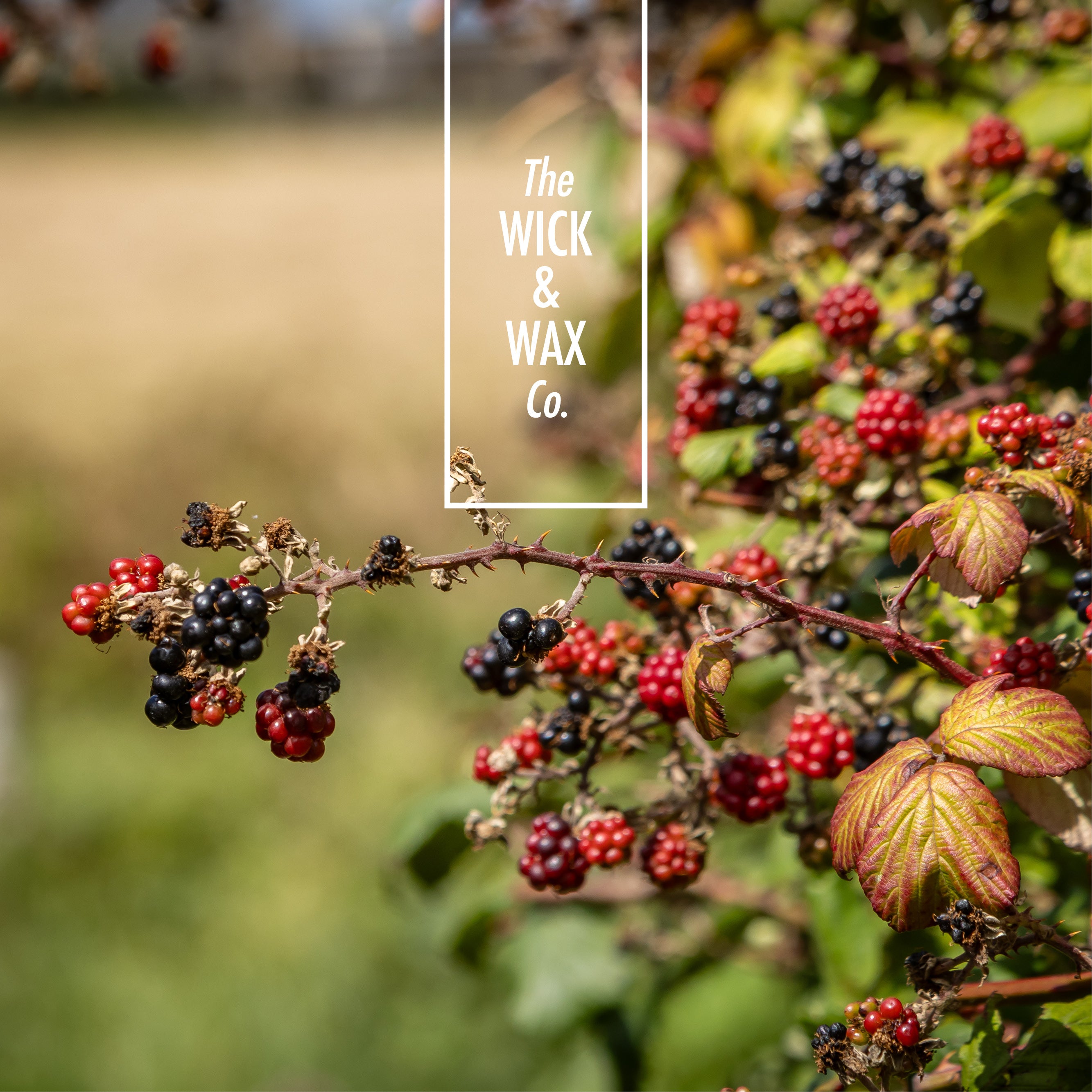 Wild Compote - Scented Soy Candle